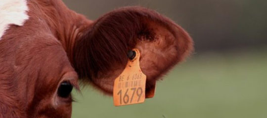 alimentation de qualité pour ruminants