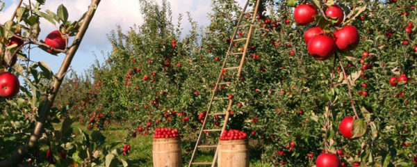 Les produits fermiers sur internet